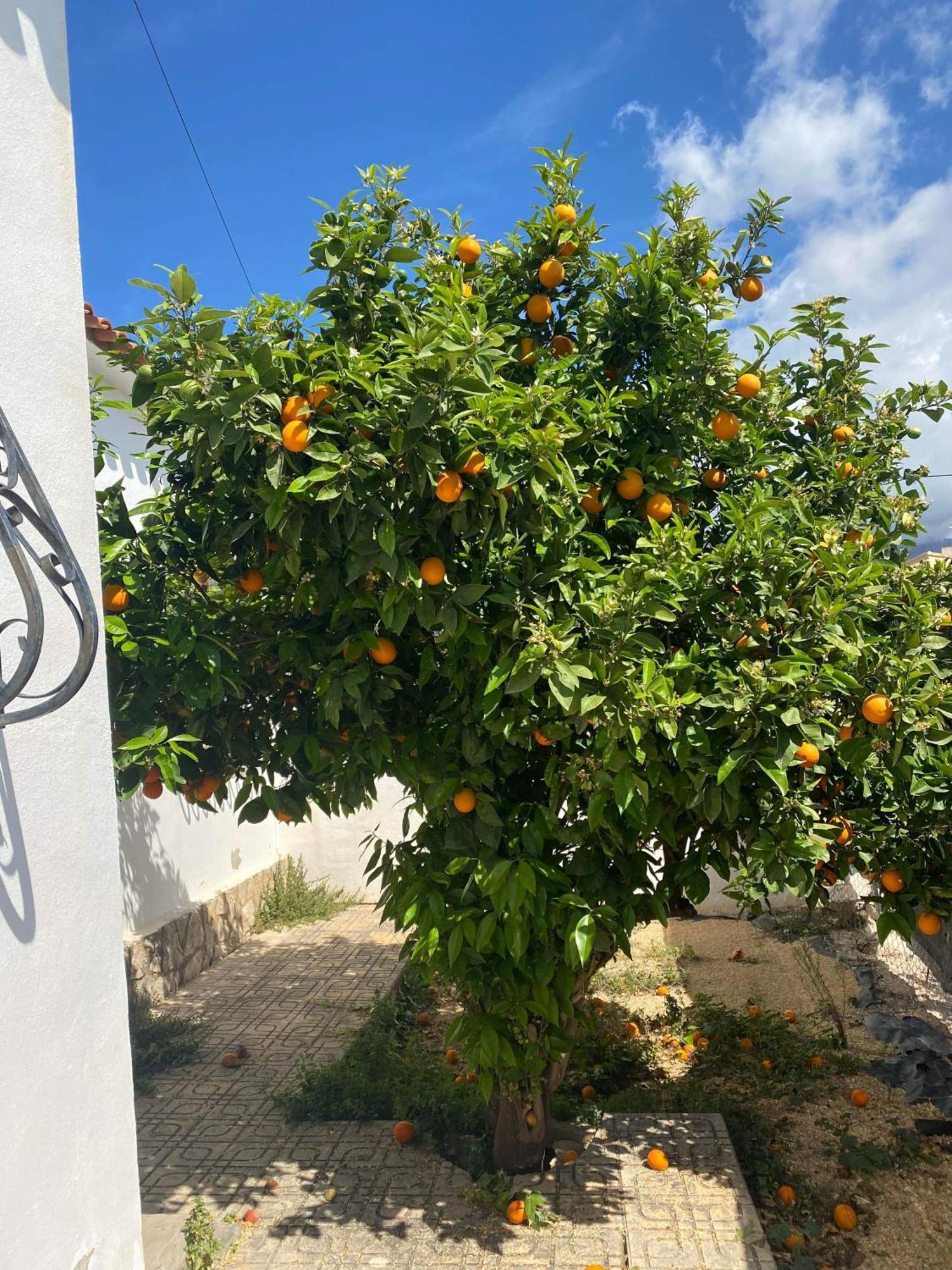 Villa Foya Blanca Foyes Blanques المظهر الخارجي الصورة